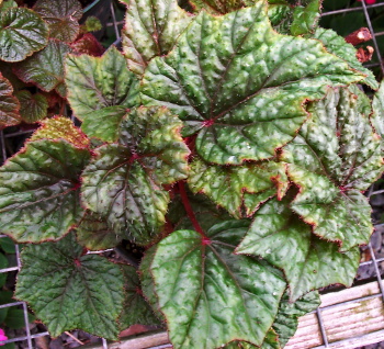 B. ‘Goshe’